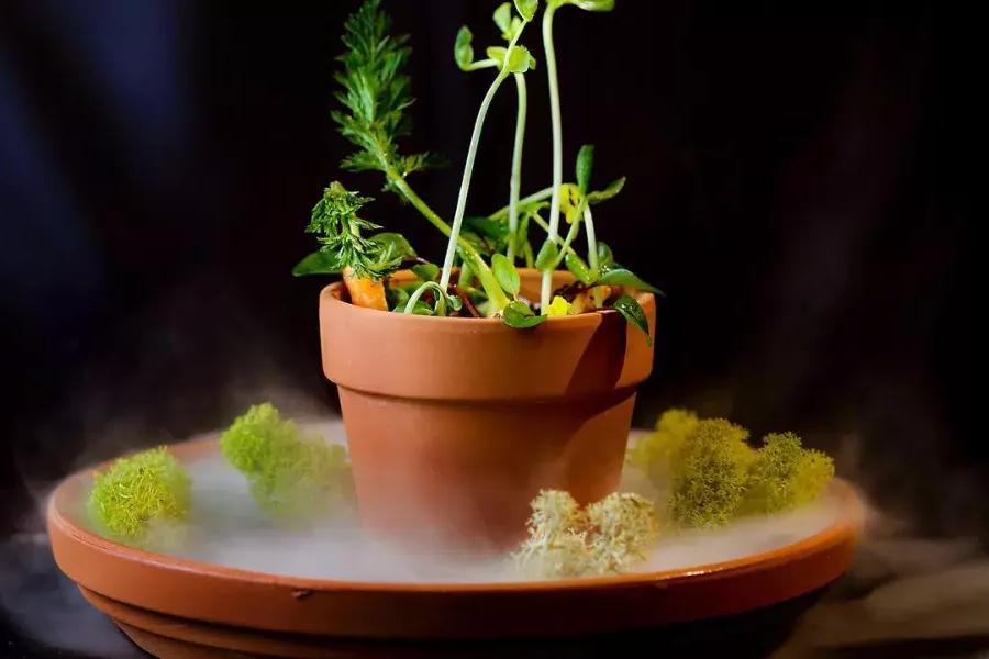 Un plat créatif qui ressemble à une plante en pot au restaurant Campton Place 在贝博体彩app.